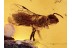 APIDAE Great Looking Honey Bee  in BALTIC AMBER 1393